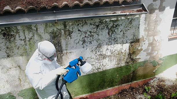 Top rated local Mold Remediation specialists in Lafayette, CO